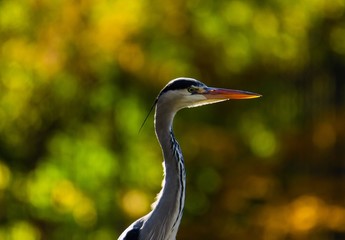 Reiher im Tiergarten in Berlin 