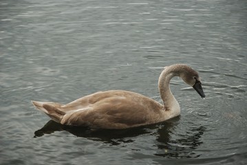 Grey Brown Swan