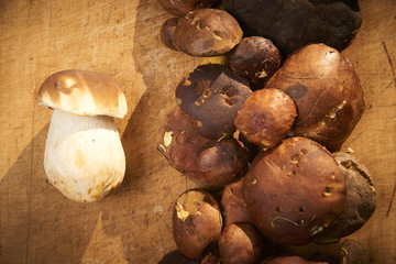Raw porcini mushrooms, freshly picked and cleaned, ready for cooking on the cooking board with autumn leaves around.

