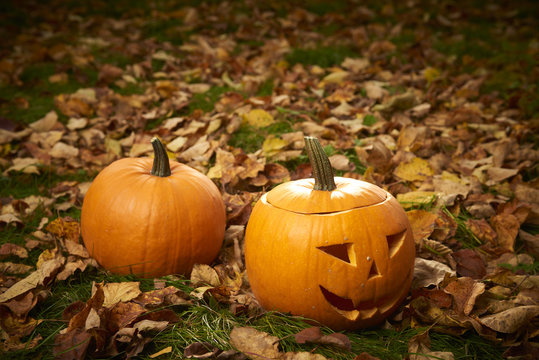Ripe pumpkins for halloween on green grass wih autumn leaves background

