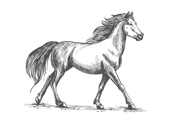 Obraz na płótnie Canvas White horse walks gracefully