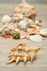 A collection of seashells on a wooden background