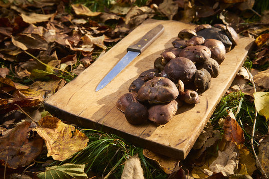 Raw porcini mushrooms, freshly picked and cleaned, ready for cooking on the cooking board with autumn leaves around.
