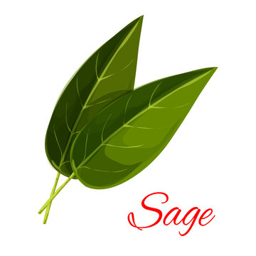 Sage herb leaves isolated icon
