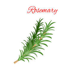 Rosemary culinary herb branches vector icon