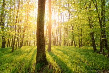 Fototapeta na wymiar Summer forest with sun light and sun rays