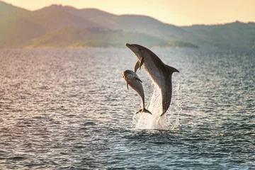 Foto op Aluminium Doplhin springen in de buurt van de kust in Kroatië © tomaspic