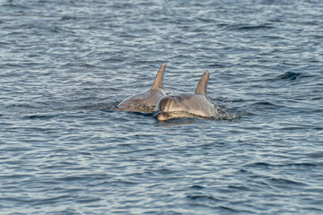 Fototapeta premium Doplhin jumping near coast in Croatia