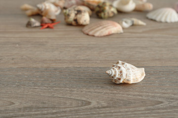 A collection of seashells on a wooden background