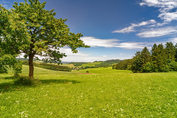 Fototapeta na wymiar Spring summer background - grass field meadow scenery lanscape