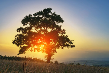 Fototapeta na wymiar Sunny tree sunset with sun rays