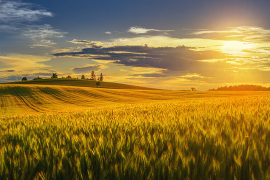 Landscape with sunny dawn in a field with clouds
