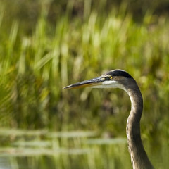 Grey heron close up head shot