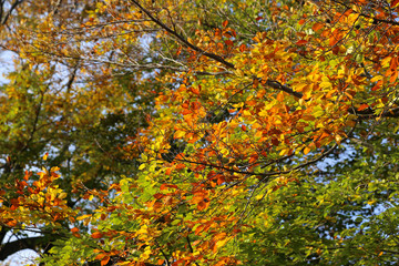 Bright yellow branch of autumn tree