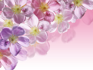 Beautiful floral background with pink dogrose. Isolated 