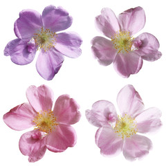 Flowers of dogrose isolated on a white background