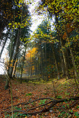 Autumn mountains road in forest