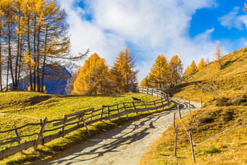 Herbstlandschaft mit gelben Bäumen und Wanderweg