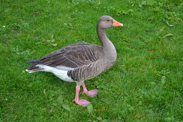 Gooses 