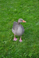 Goose