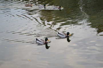 Ducks on the river