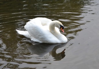 Obraz premium Swan on river