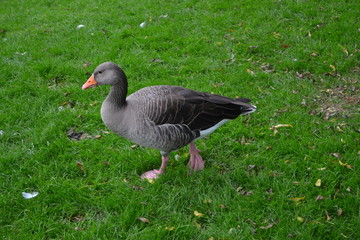 Goose