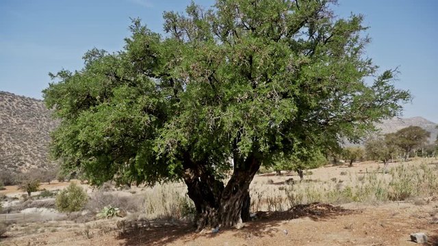 Footage of an argan tree in Morocco.