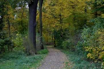 Fototapeta na wymiar Weg durch herbstichen Wald