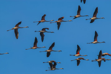 Chilean Flamingo, Phoenicopterus chilensis, La Pampa , Argentina