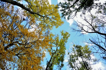 Goldgelbe Herbstbäume vor blauem Himmel