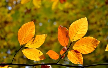 Obraz premium Gelbe Blätter im Herbst vor unscharfen Hintergrund aus Glanzlichtern im Wald