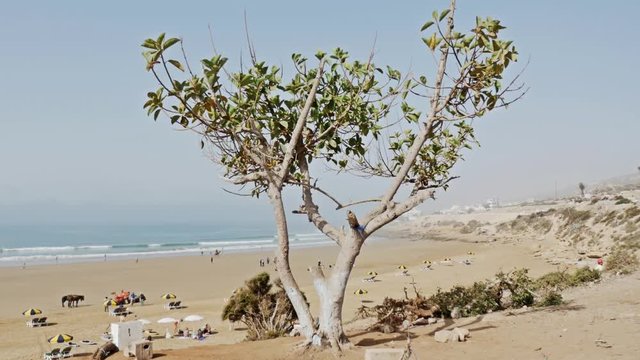 Footage of a tree next to a beautiful beach in Morocco. Shot in 4k.