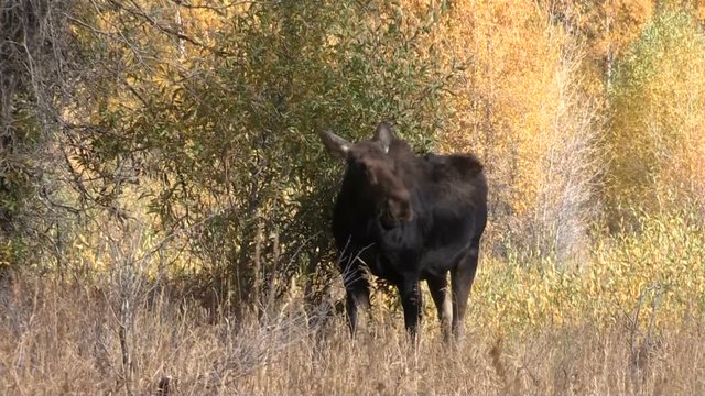 Cow Moose in Fall