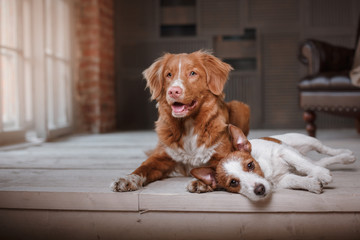 happy dogs Jack Russell Terrier and Nova Scotia Duck Tolling Retriever lying on the wooden floor