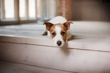 Dog Jack Russell Terrier portrait on a studio color background,