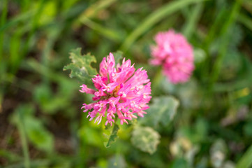 Violet flower on a garden in autumn