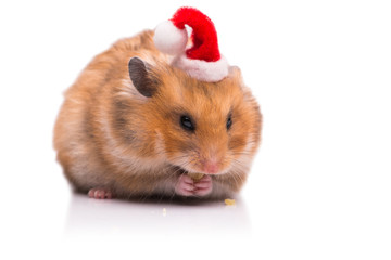 Cute hamster with santa hat isolated on white