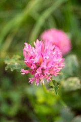 Obraz premium Violet flower on a garden in autumn