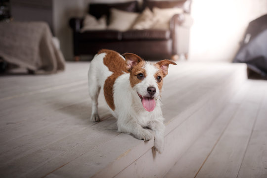 Dog Jack Russell Terrier portrait on a studio color background,