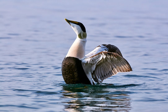 Common eider flaps its wings