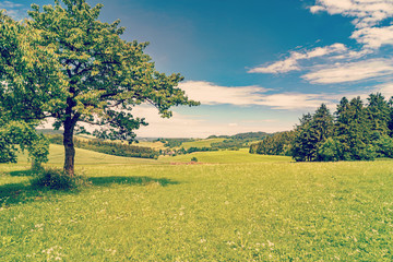 Spring summer background - grass field meadow scenery lanscape I