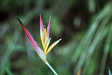 Fototapeta na wymiar Parakeet flower on the dark forest
