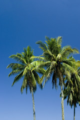 Obraz premium Palm Trees