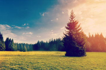 Meadow with flowers and trees during sunset Instagram wash-out e