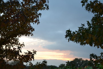 Tree and branches sunset