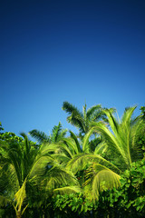 Palm Background
