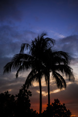 Obraz premium Tropical Palm Tree Silhouette