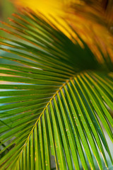 Fototapeta premium Palm Background