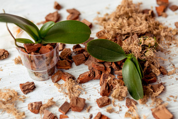 Orchid(Orchidaceae) phalaenopsisplants, soil(root) and moss on wooden background. Small green young orchids. Growing houseplant.